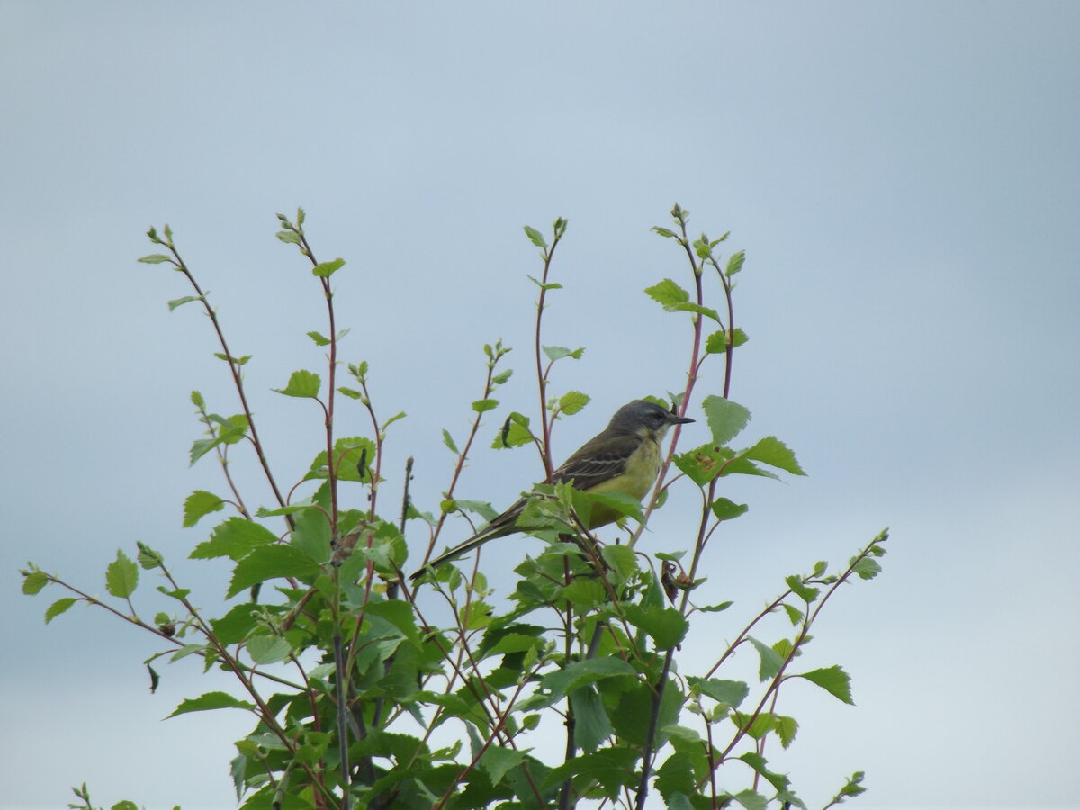 Жёлтая трясогузка. Коми 5 июля 2017