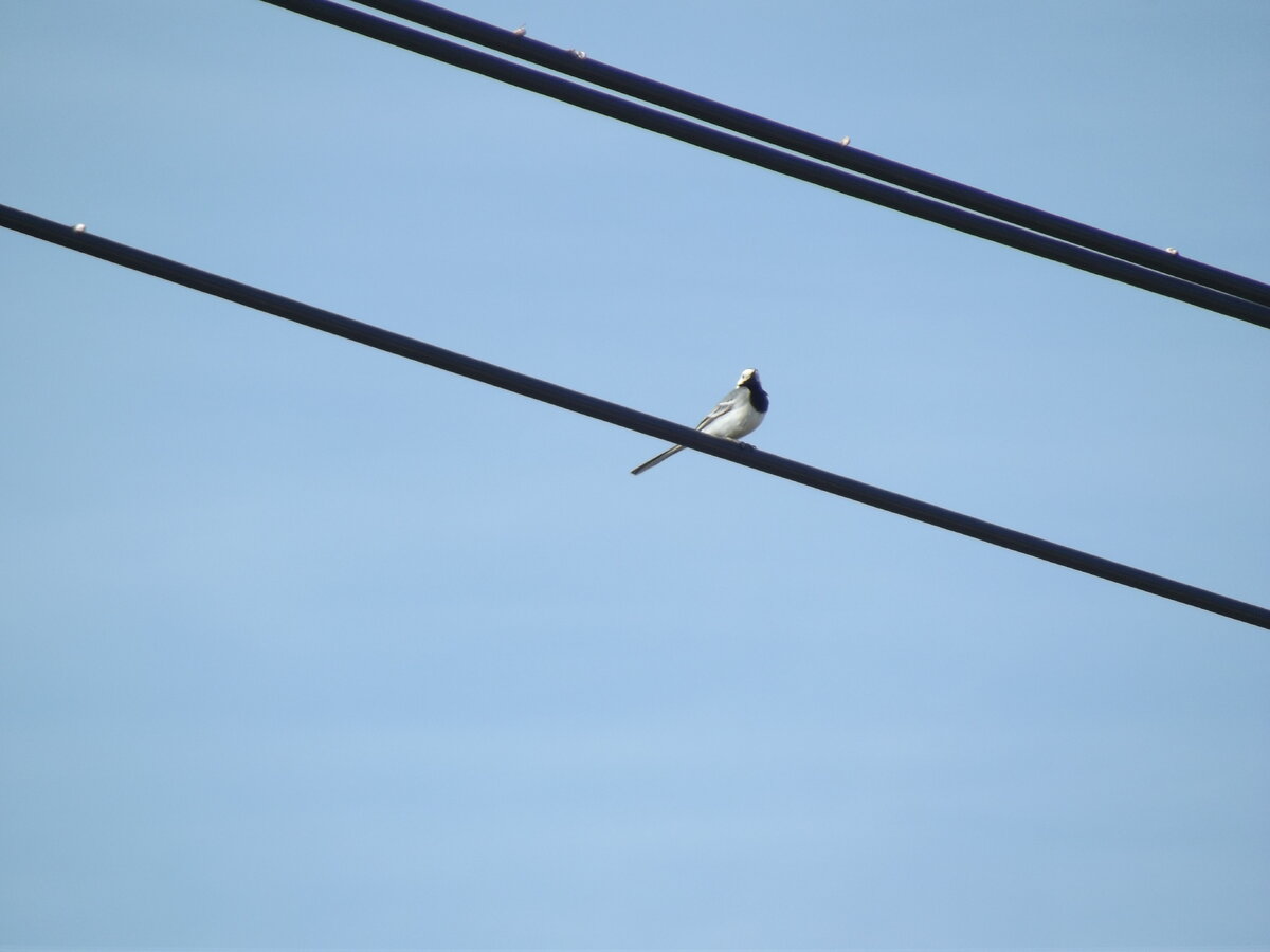 Белая трясогузка