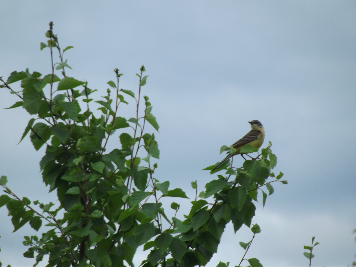 Птица трясогузка птица трясогузка. Трясогузка это. Пегая трясогузка. Белая трясогузка. Трясогузка плиска.