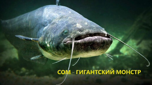 Phractocephalus hemioliopterus. сом солдатова рыба. сом пирарара. сомик речной. Some fish.