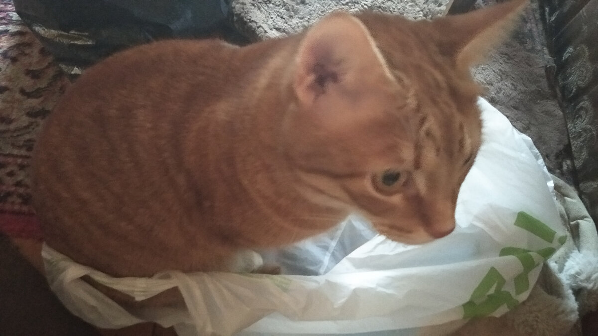 Личное  фото.