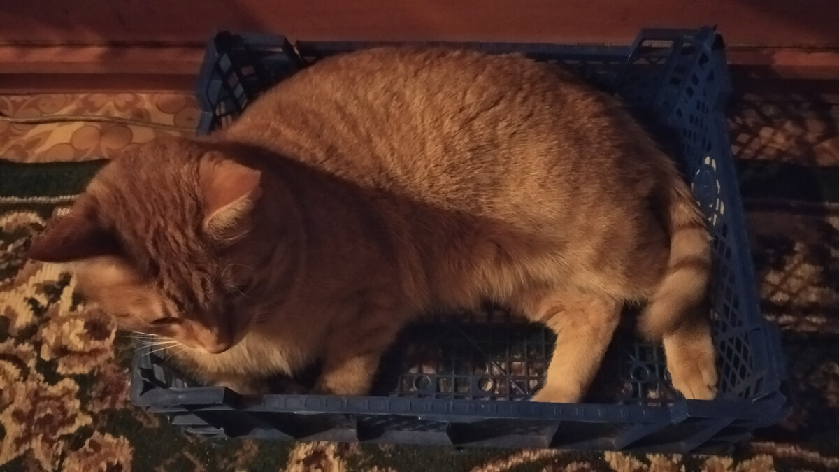 Личное  фото.