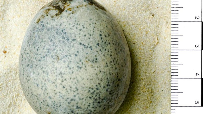 Источник: Oxford Archaeology