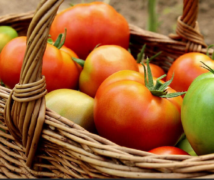 Недавно на нашем канале было опубликовано видео "Как выбрать сорт томата? Какие сорта и гибриды томата выращиваю я?