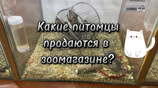 Какие питомцы продаются в зоомагазине