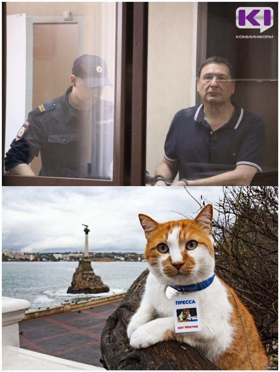 про кота который взорвался. кот взрыв мем. котенок закрыл уши и кричит мем. кот орет и взрывается. про кота который взорвался.