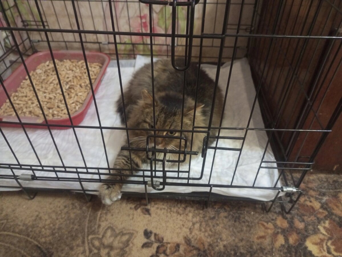 когда можно отлучать котят от кошки. в каком возрасте можно отдавать котят. когда забирать котенка от кошки. когда можно забирать котенка от кошки. когда забирать котенка от кошки.