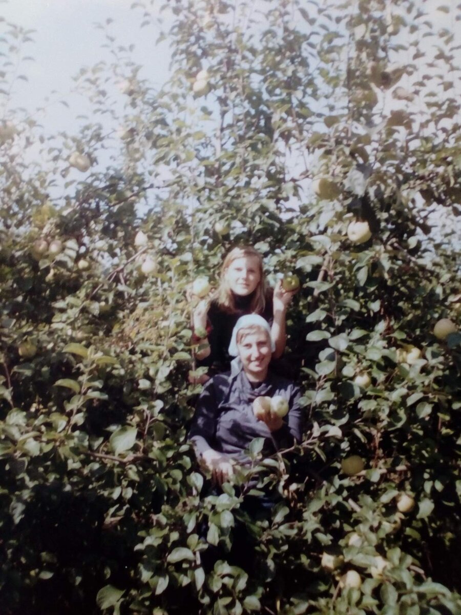 На яблоках в Агрономе