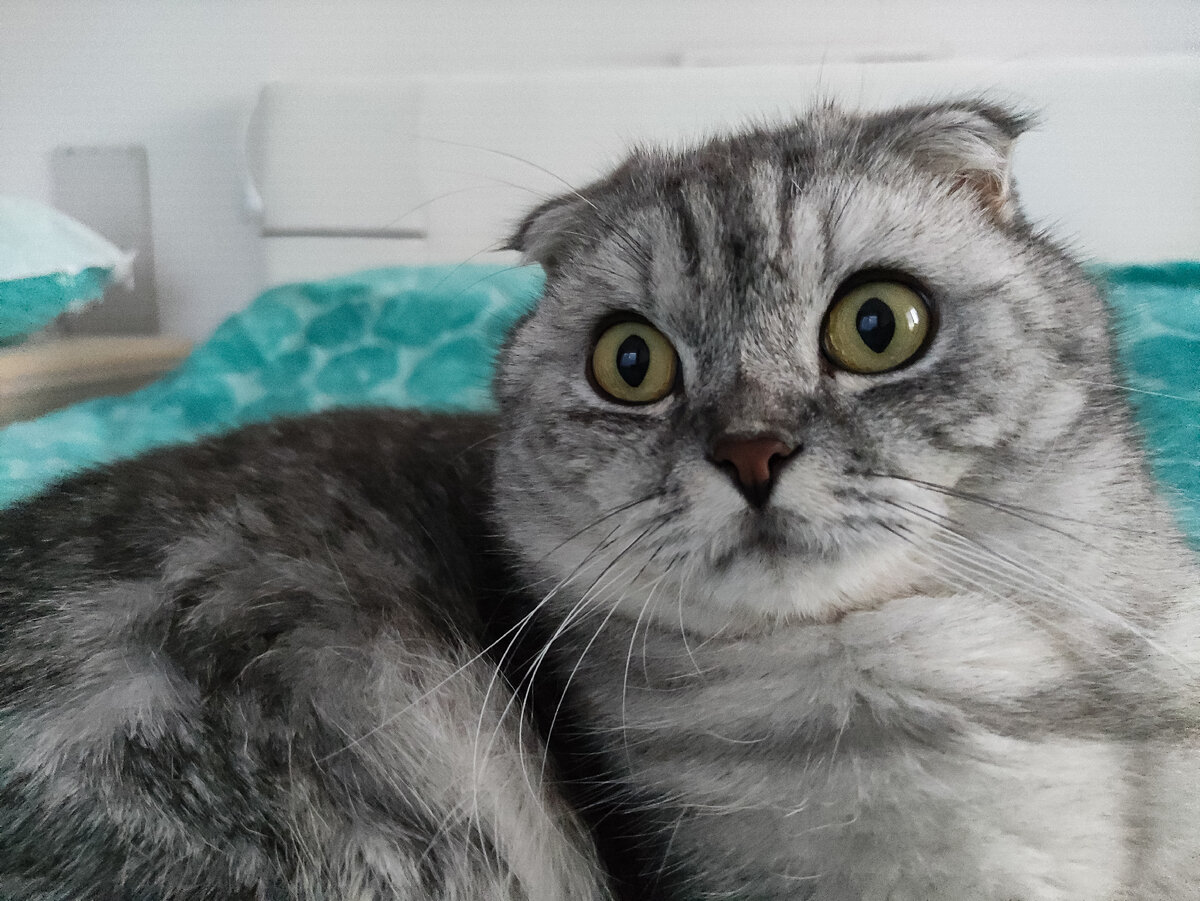 - Ты о чём, хозяйка? У меня всё по правилам!
