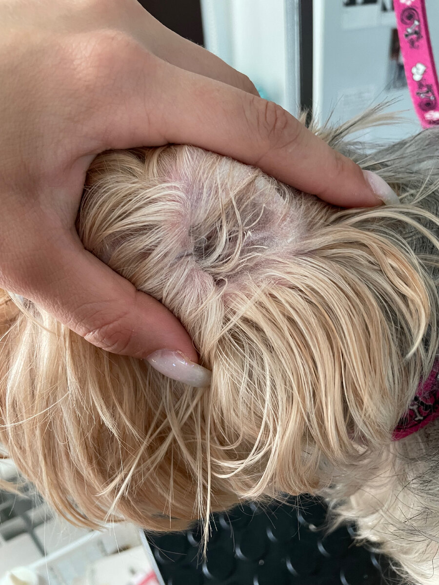 Шерсть в ухе, которую нужно удалить