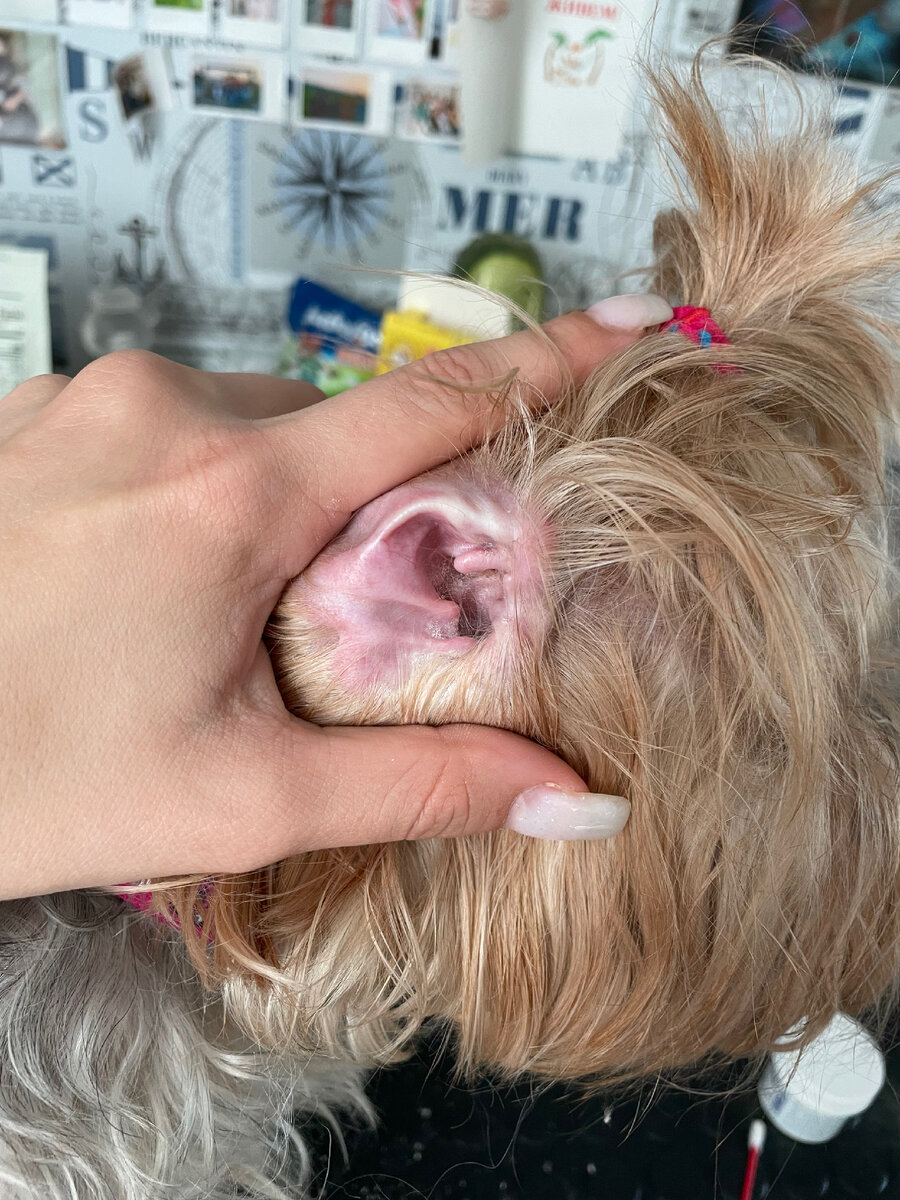 Чистое ушко