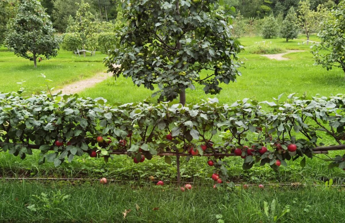 яблони