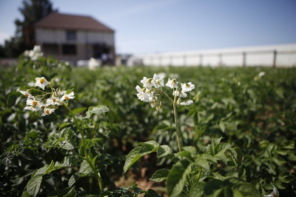    Суперэлитный картофель будут выращивать в Приморье