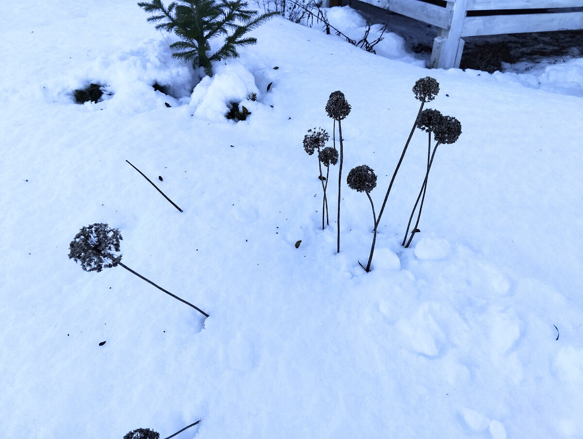 Декоративный лук и зимой хорош! Январь 2024 г