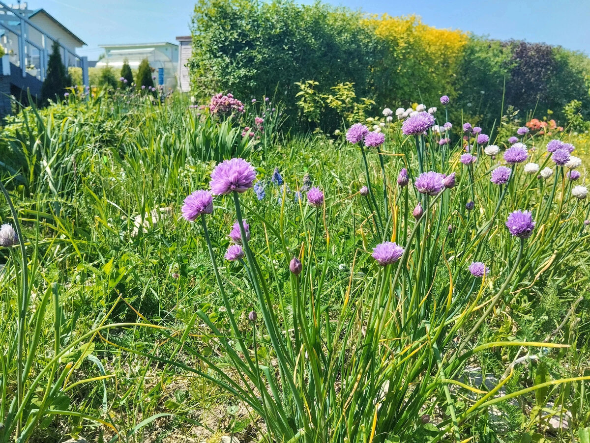 Цветение шнитт-лука на нашем участке в июле 2023-го