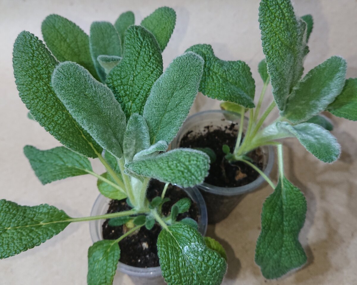 Двухмесячные растения. 