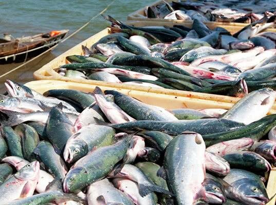 Экспорт рыбы