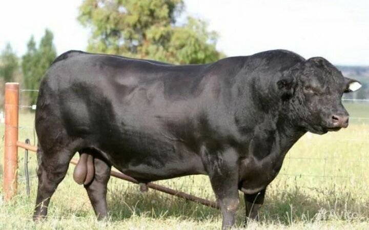 Фото с Яндекс.картинки.