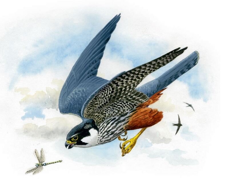 Чеглок. Рисунок из Красной Книги Санкт-Петербурга