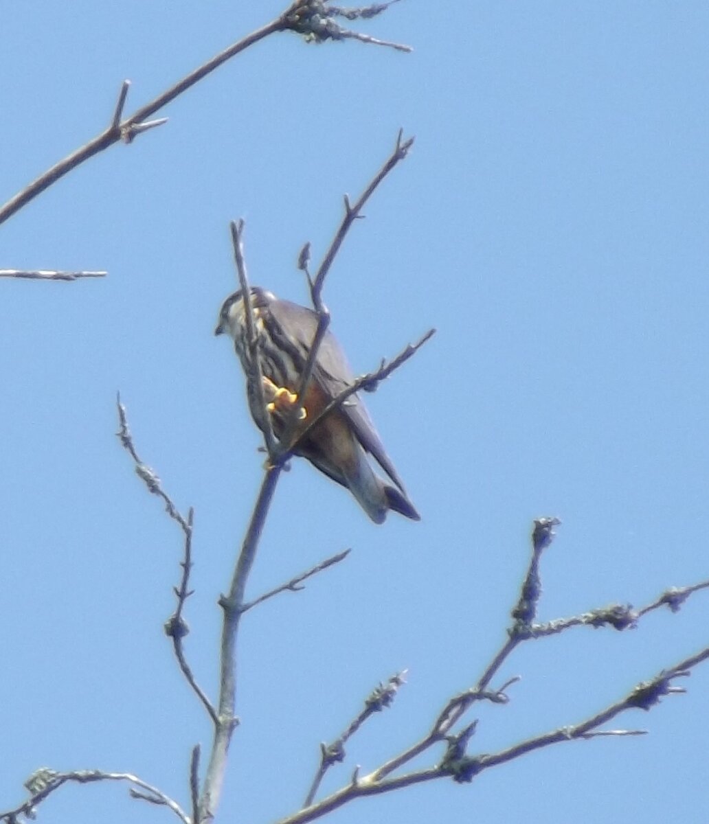 Чеглок. озеро Белое, Псковская область. 30 июля 2021