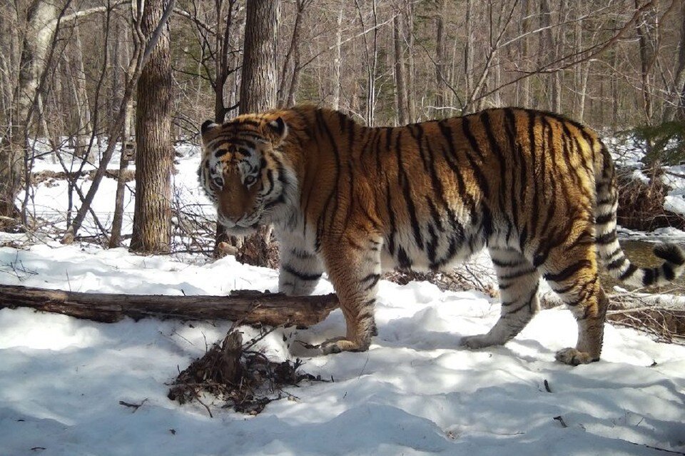 амурский тигр рисунок. рассказ про амурского тигра из красной книги для 1 класса. тигр 1 класс. рассказ про амурского тигра. рассказать о тигре.