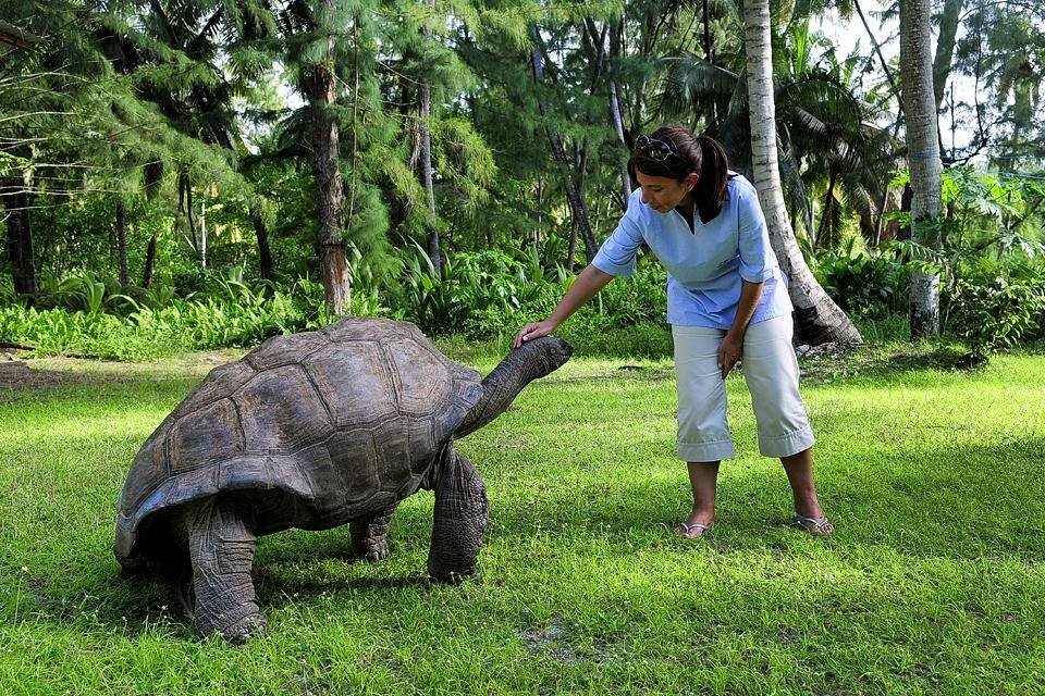 Сейшельская гигантская черепаха