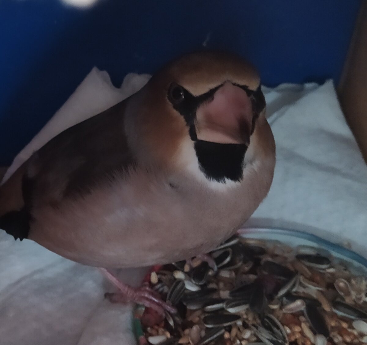 Вот он какой. 