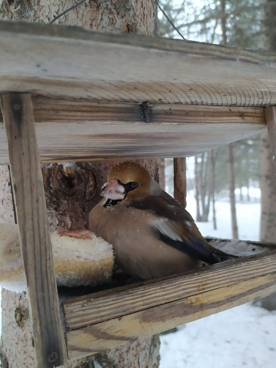 бедненький, несчастненький Буратино...