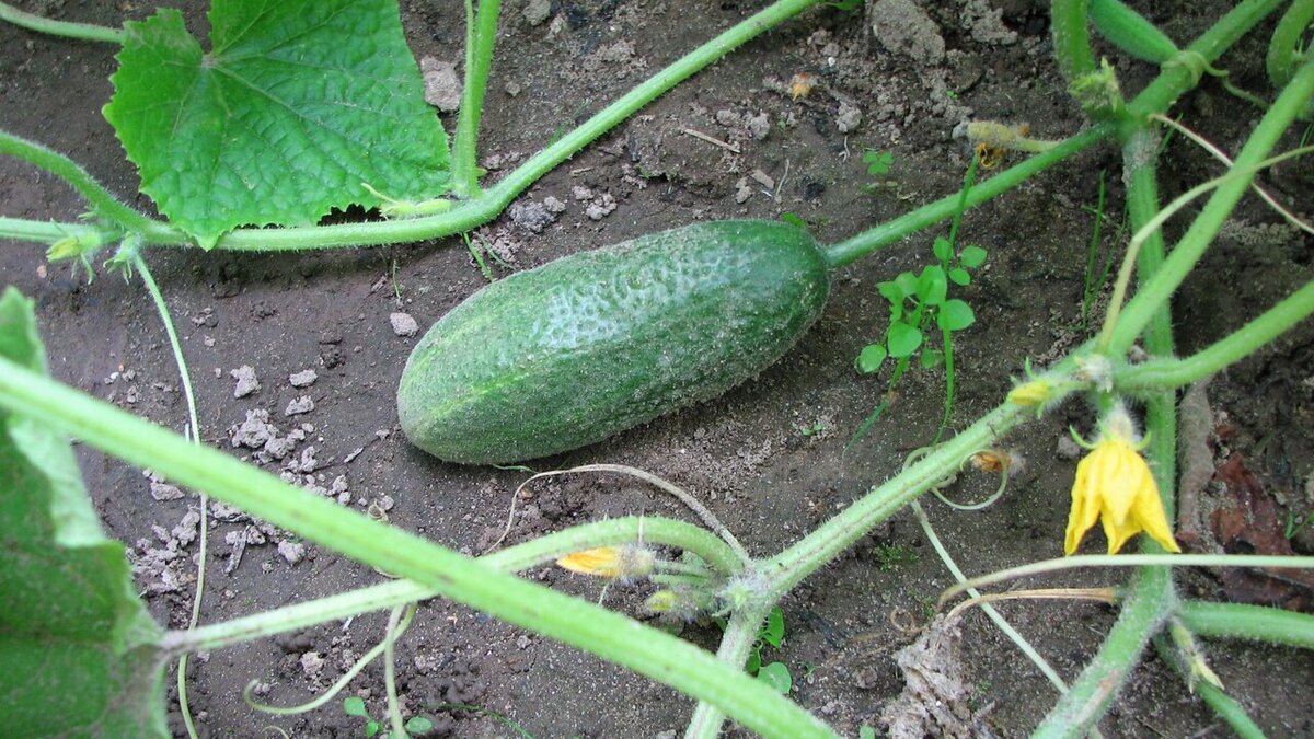 Корнишон ежик f1. Огурцы на даче. Огурец ежик f1 ®. Огурец корнишон f1. Сорт огурцов ростовский.