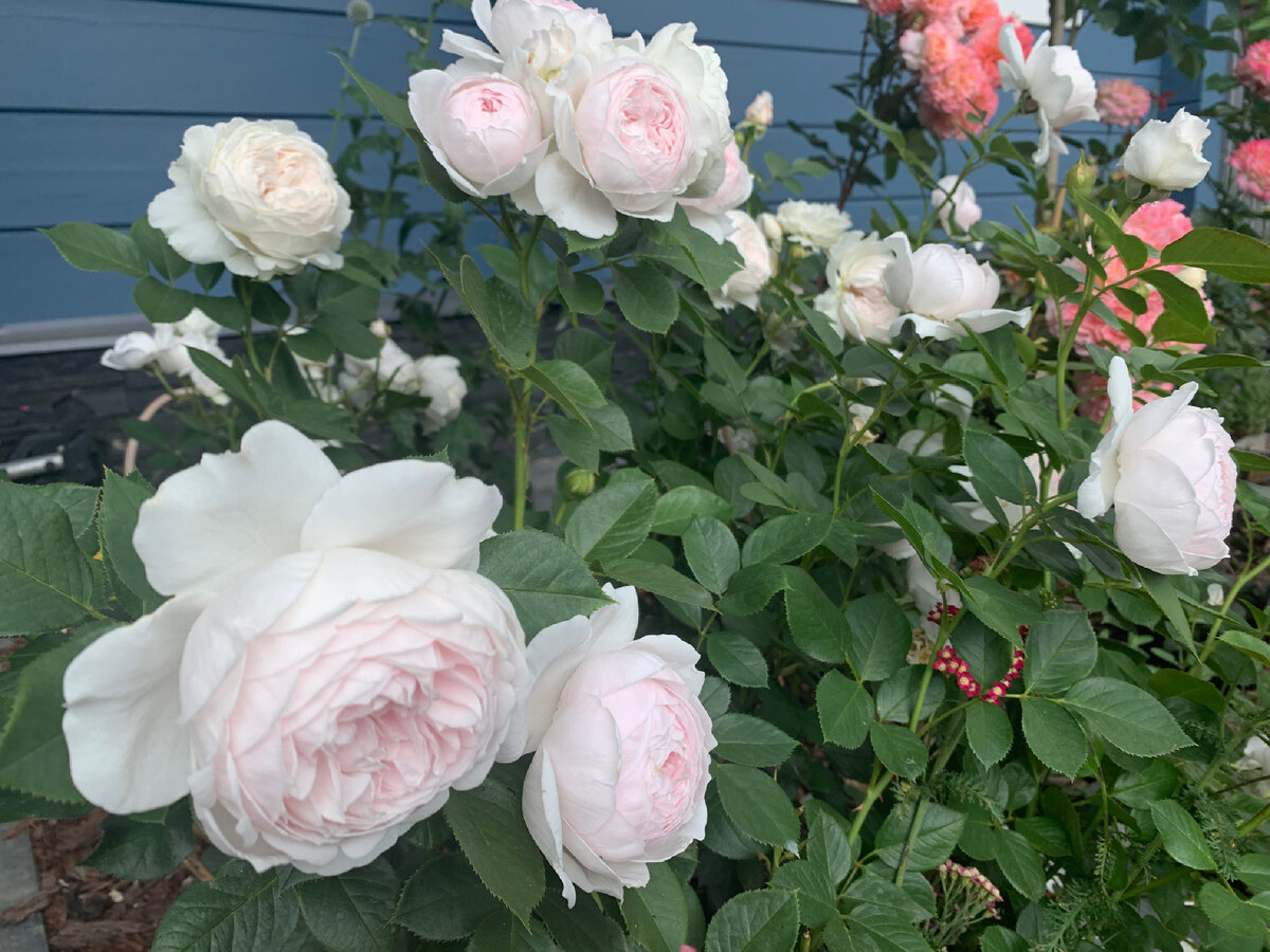 цветы в руках зимой. бурбонские розы зимуют. розы зимой дома. цветы на подоконнике. цветы на подоконнике зимой.