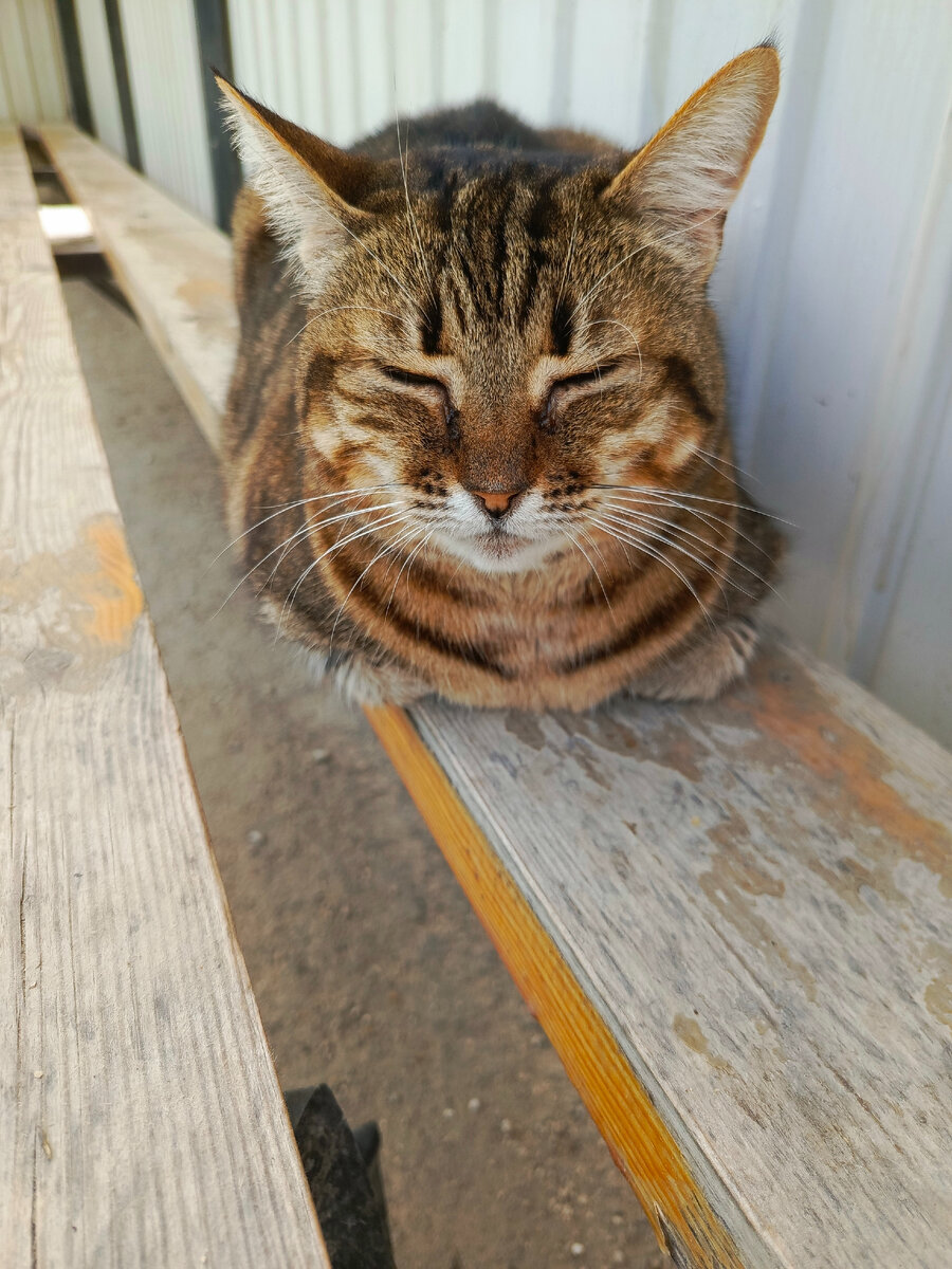 Киса явно поймала дзен😁