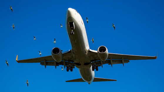    В Росавиации рассказали, от чего зависит дата запуска прямых рейсов до Танзании Егор Ильяшов