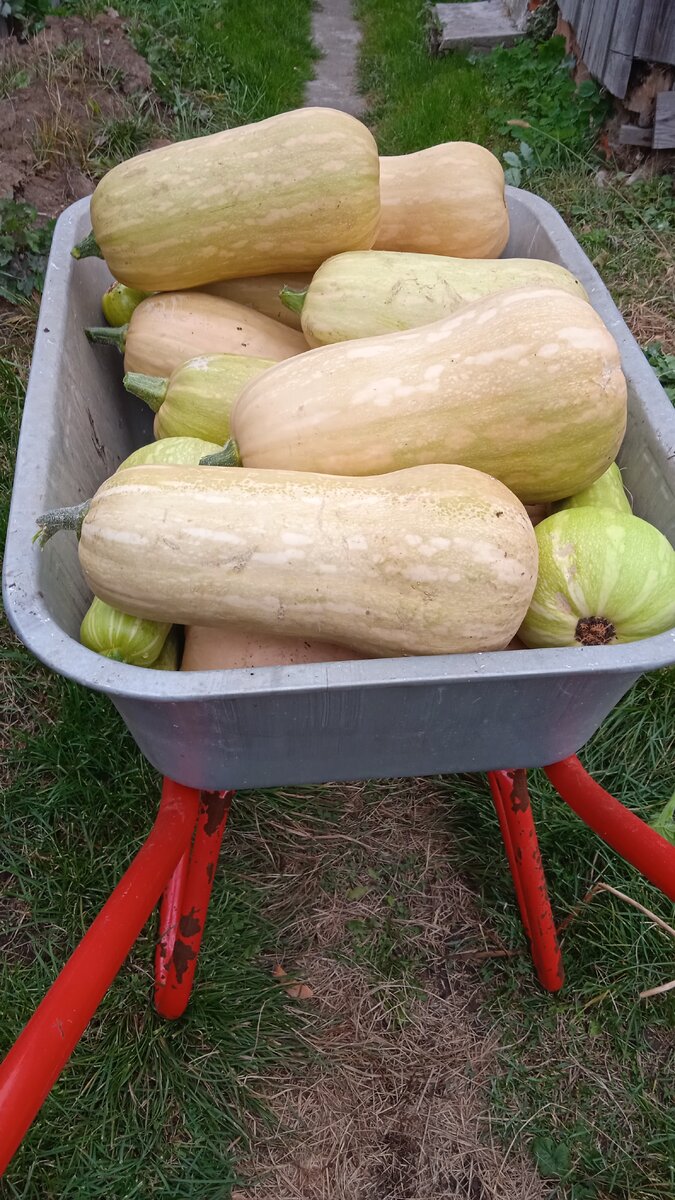 Фото автора. Собрала последние тыквы, даже не зрелые, обещают морозы.