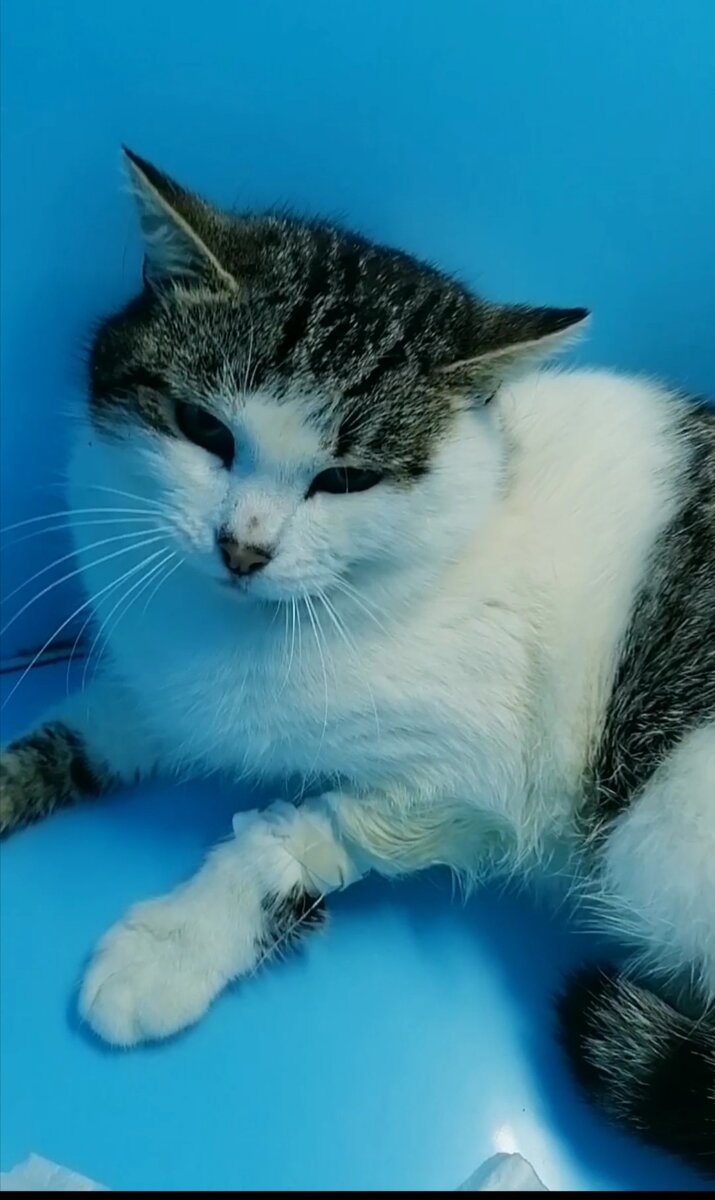 Беляш в боксе.