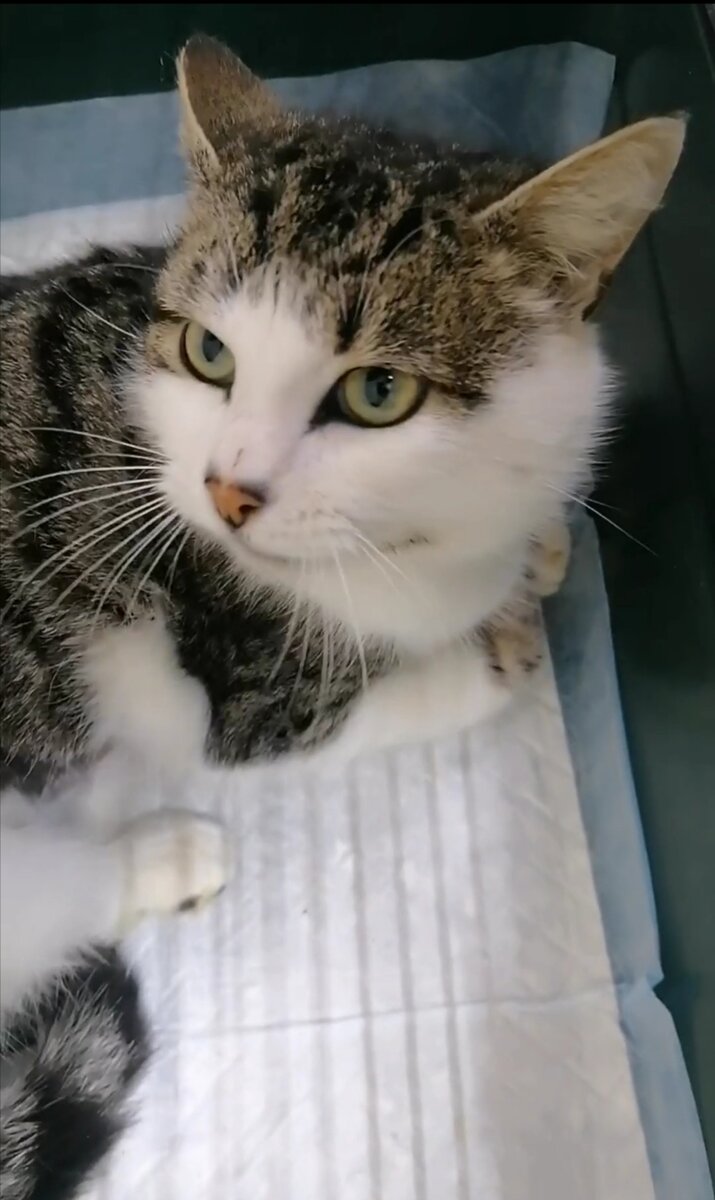 В клинике, в клеточке. 