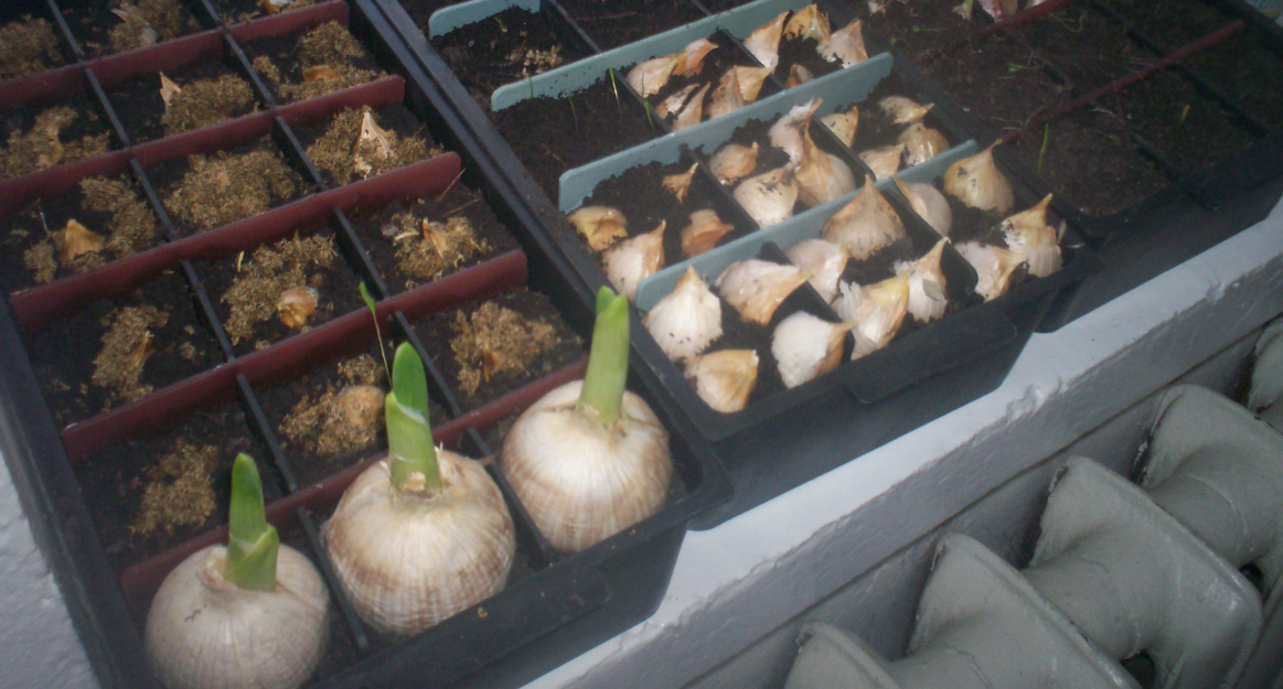 Посадка чеснока зимой.