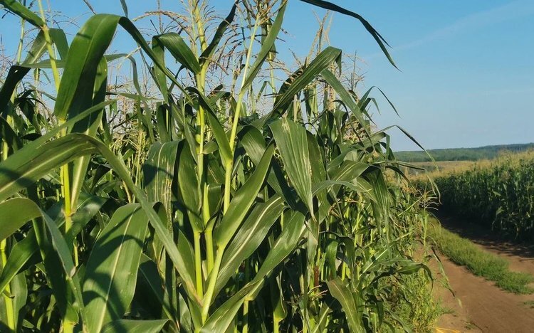    Фунгициды, агроконсультации и дроны