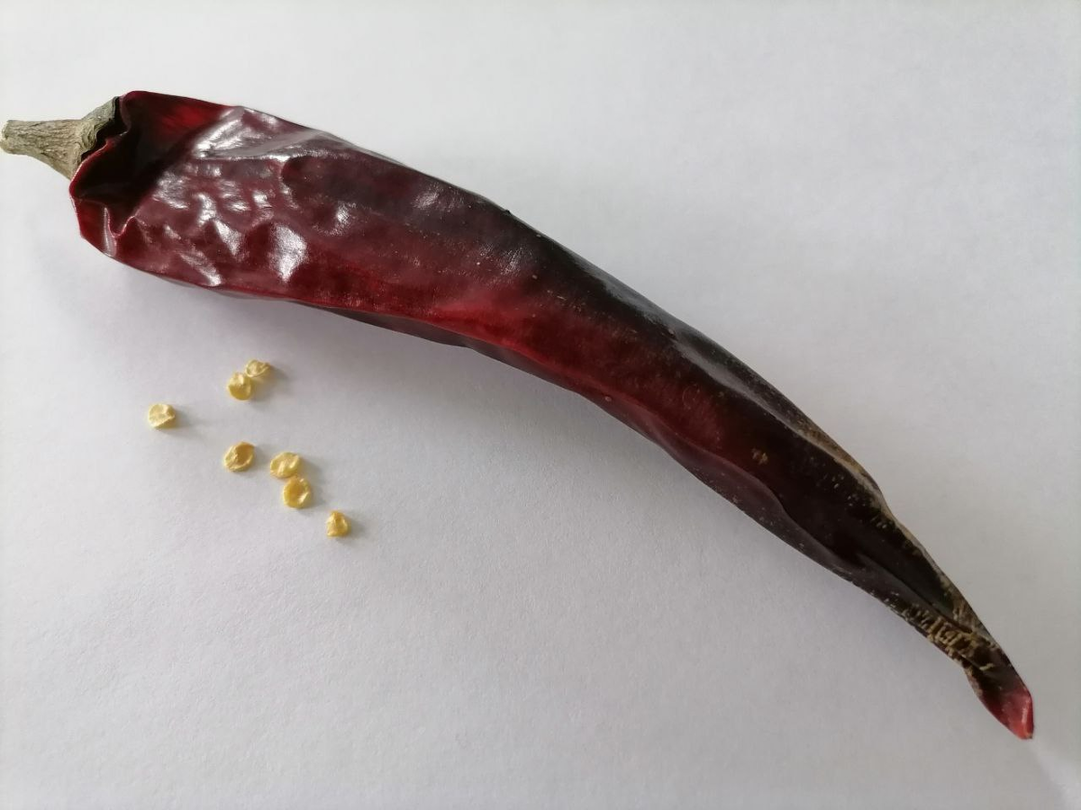 Семена из моего замороженного Хабанеро, а плод из пересортицы острого перца, сушеный