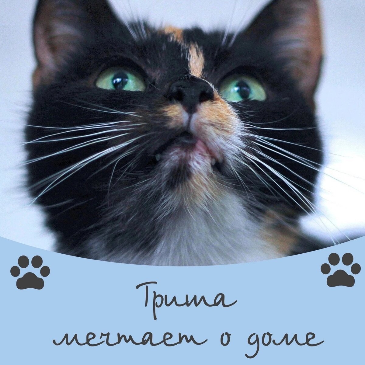 Кошка Триша ищет дом ✨️🐾 | Приют для кошек 