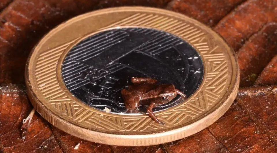  Mirco Solé et al. / Zoologica Scripta, 2024