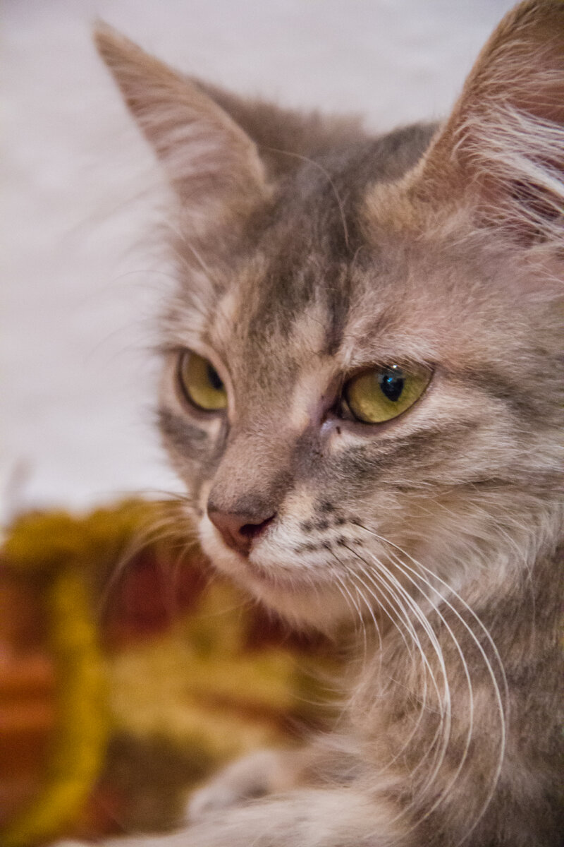 Фото автора, Мася