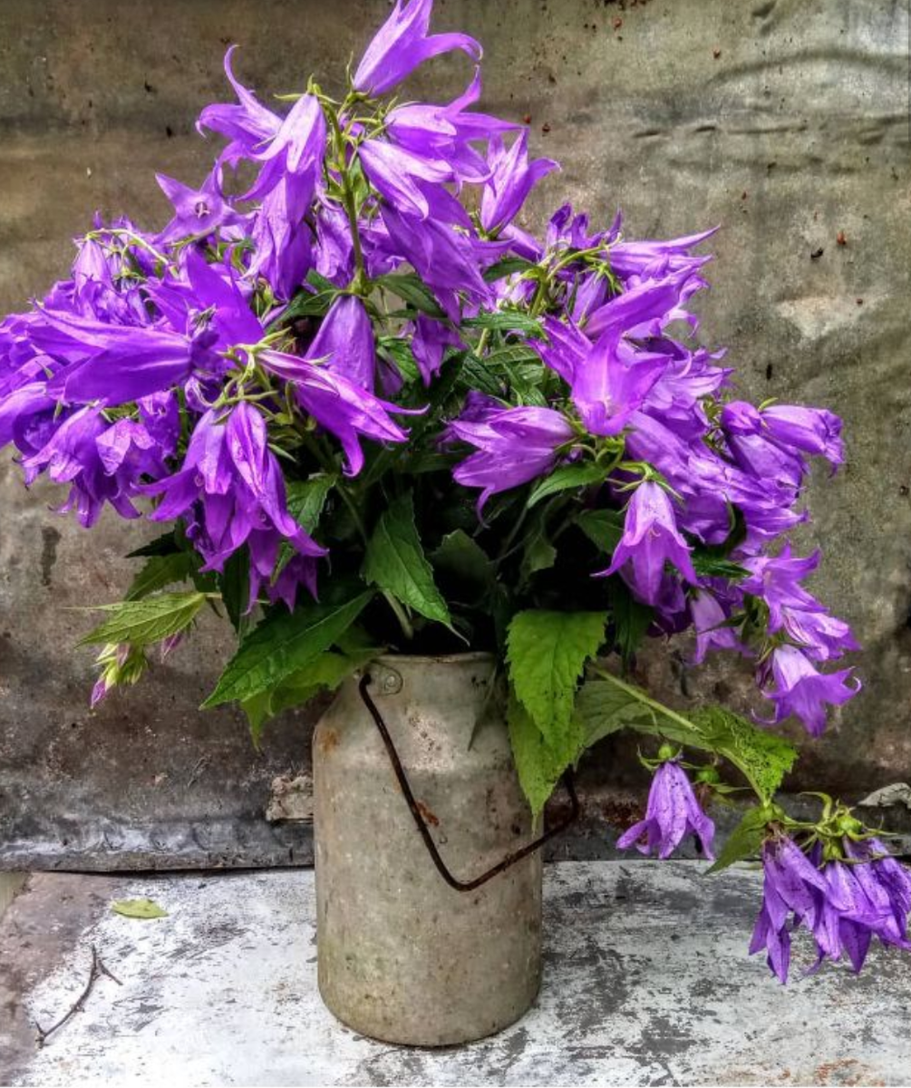 Срезка колокольчика широколистного