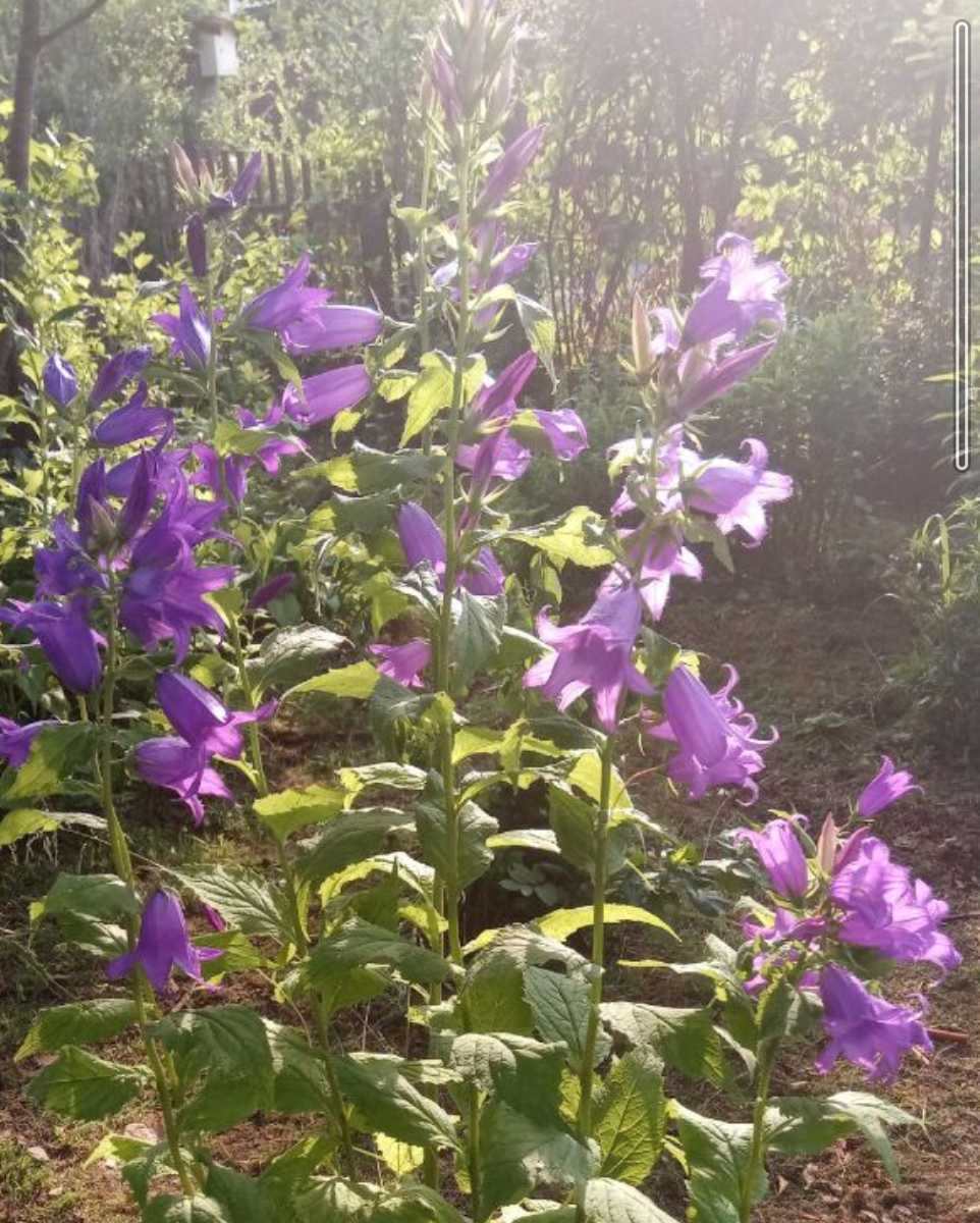 После цветения колокольчик надо полностью срезать