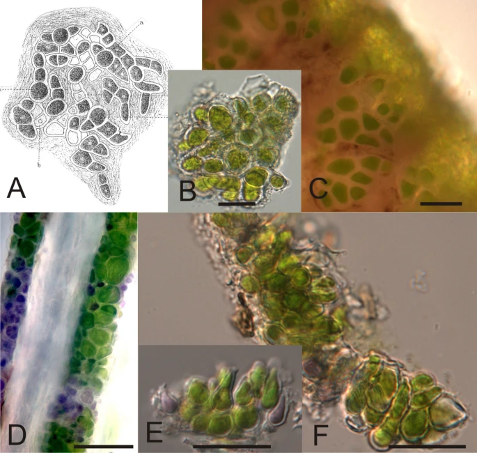 Морфология зеленой водоросли Trichophilus welckeri, обнаруженной в волосах ленивца . (A) Trichophilus welckeri развивает листья, как описано Вебер-ван Боссе (1887, рис. 15) [ 8 ]. « а » относится к спорангиям, а « б » — к пустым спорангиальным клеткам, из которых высвободились споры. (Б) Trichophilus -подобная водоросль из Bradypus pygmaeus , образец S26; препарат из водорослей, растущих на волосах. (C) Клетки трихофильноподобной водоросли Bradypus pygmaeus , образец S26. (D) Волосы Choloepus hoffmanni , образец s9 с растущими на волосах Trichophilus -подобными водорослями. (E), (F) Тыквенные препараты водорослей, растущих на волосах образца sB1 Choloepus hoffmanni . Масштабные линейки на всех рисунках 20 мкм.