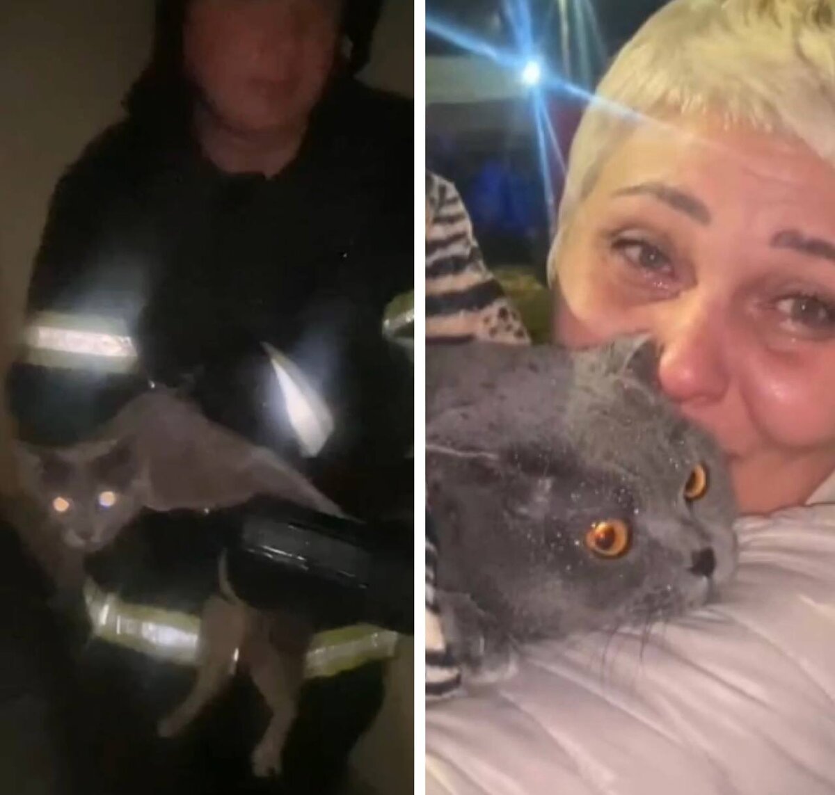 Мася кот. Он был просто кот. Невротик карикатура. Я кот простой. Несложный кот.