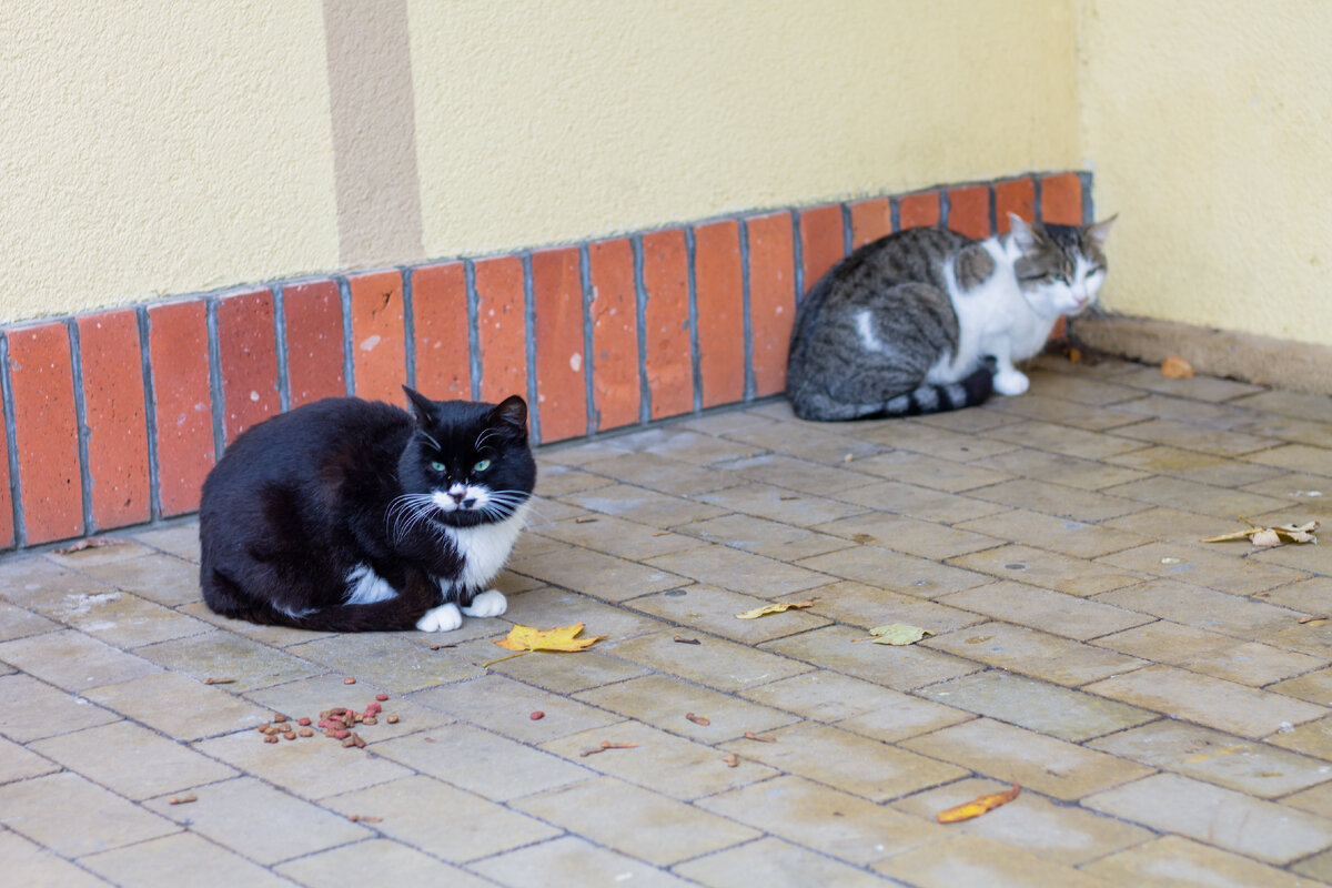 Фото автора, Зеленоградск 2021 