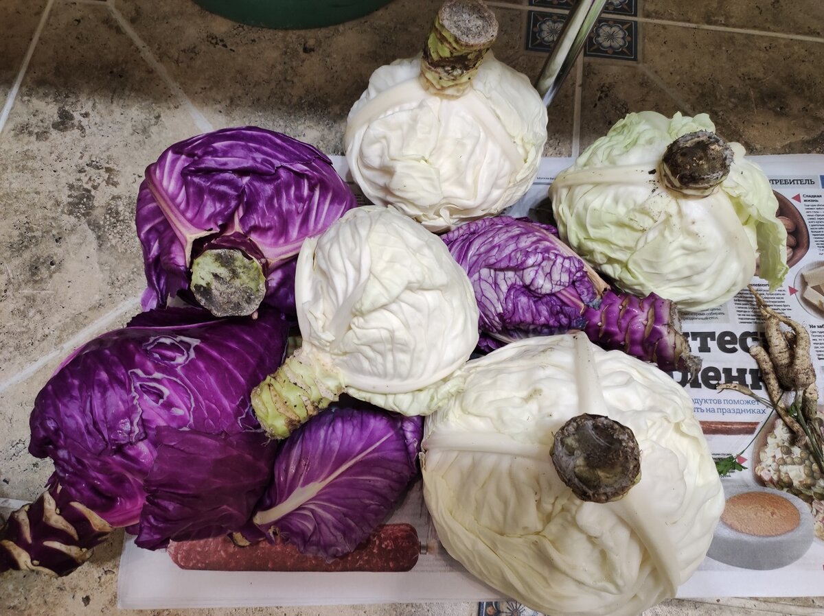 Кочаны, очищенные от верхнего слоя, изъеденного улитками.