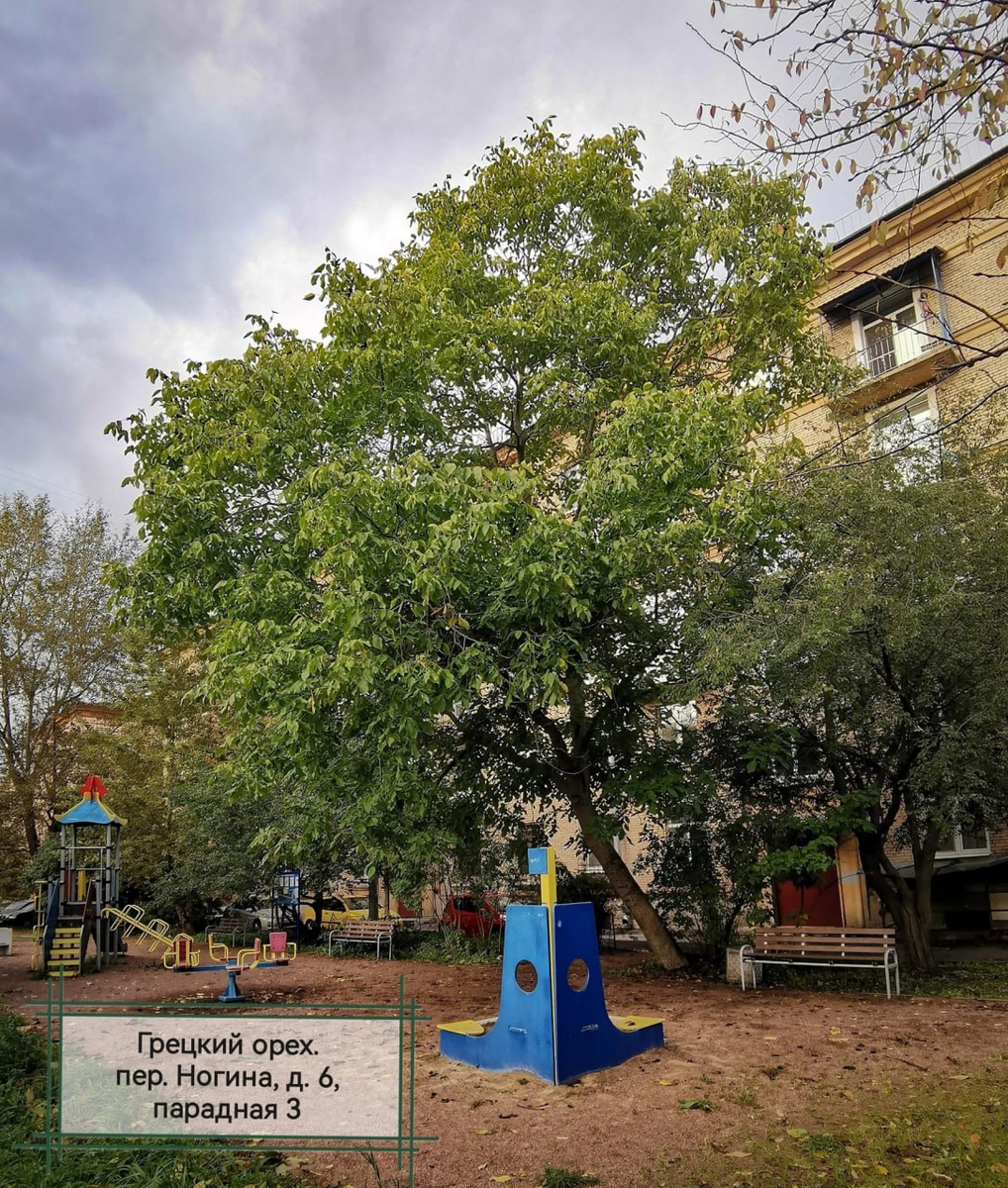 Грецкий орех осенью 2023 года. Фото: Орех в саду. Северо-Запад (https://vk.com/juglanspskov)