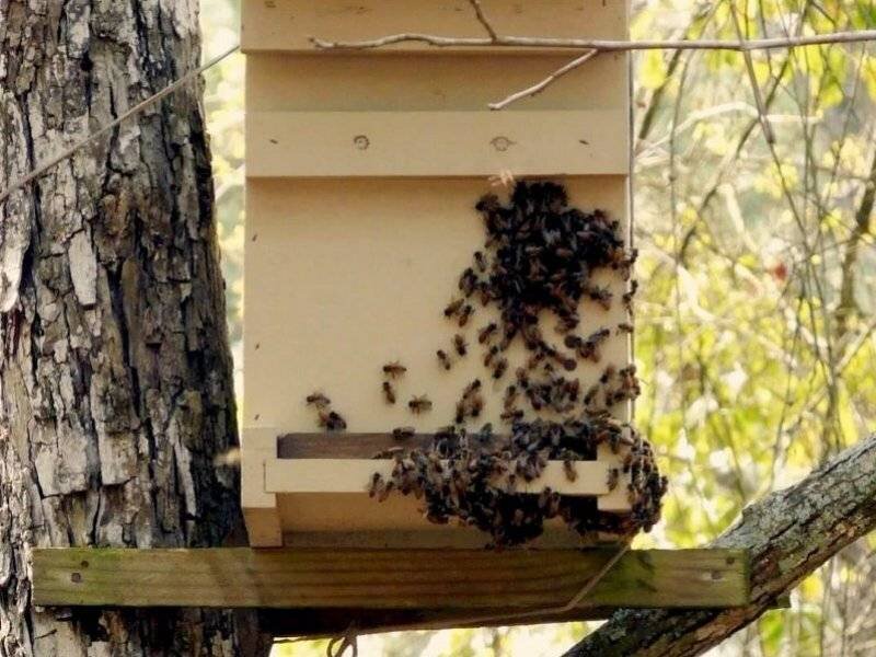 Как сконструировать и правильно расположить на своём участке ловушку для пчёл