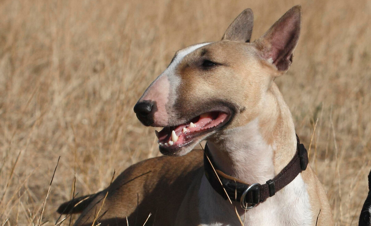 фото Brinkmann/http://imagebroker.com/#/search/